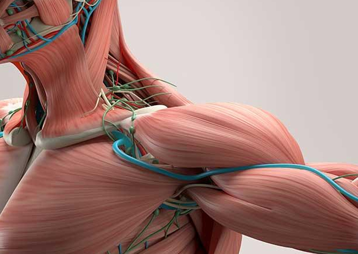 graphic of muscle in shoulder